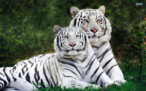 white-bengal-tigers-1764-1920x120000a982487376fff29f12cf82860db994f9957.png