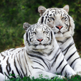 white-bengal-tigers-1764-1920x120000a982487376fff29f12cf82860db994f9957