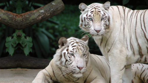 white_bengal_tigers_1920x108018bc902af5f89598602600e198b85a7a14b78.png