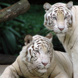 white_bengal_tigers_1920x108018bc902af5f89598602600e198b85a7a14b78