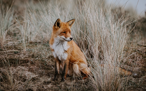 wild-fox-5k-s4-1920x12006e50719cdf5facba5d6cff0bc63648a2.png