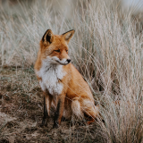 wild-fox-5k-s4-1920x12006e50719cdf5facba5d6cff0bc63648a2